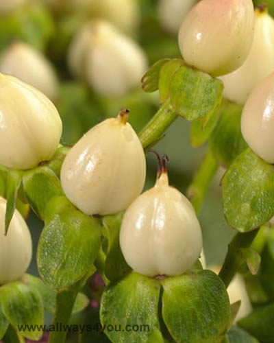 Hypericum Ivory Flowers